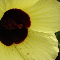 Hibiscus hispidissimus Griff.